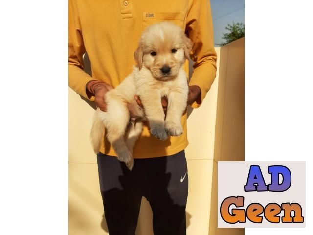 used 7042450221 EXTRAORDINARY GOLDEN RETRIEVER PUP FOR SALE..... for sale 